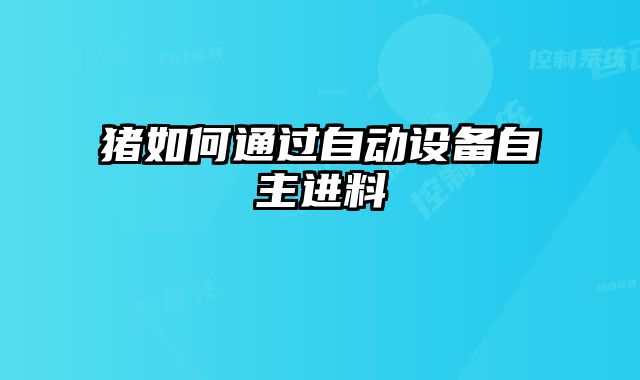 豬如何通過自動設(shè)備自主進料